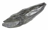 Fossil Whale Tooth - South Carolina #54164-2